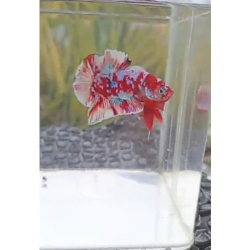 PREMIUM BARONGSAI HMPK MALE | INDONESIA