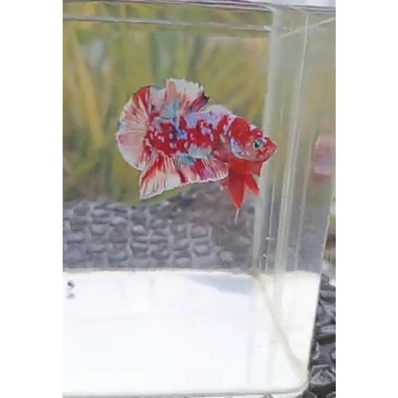 PREMIUM BARONGSAI HMPK MALE | INDONESIA