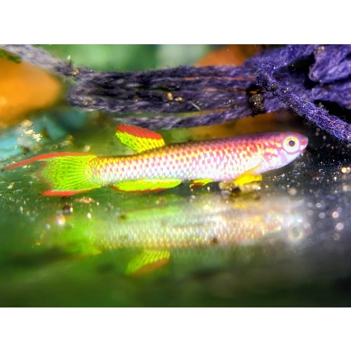 Aphyosemion marginatum Bengui GJS 00/29  50 eggs
