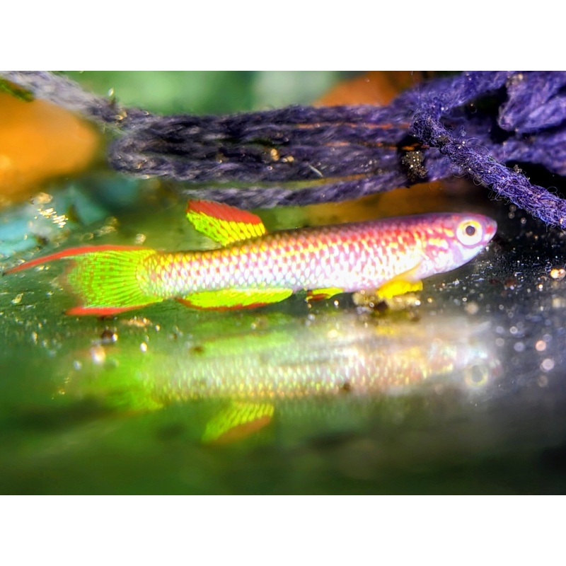 Aphyosemion marginatum Bengui GJS 00/29  50 eggs