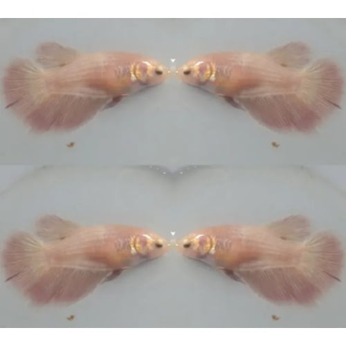 Female Pinky