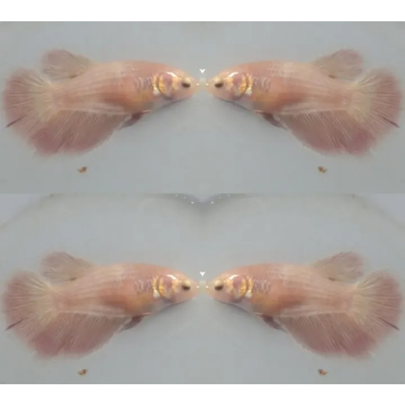 Female Pinky