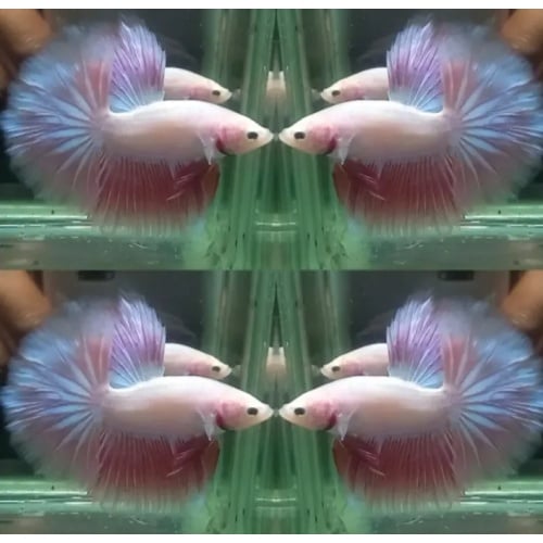 Pink Shimmer Rosetail #2