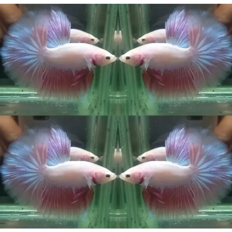Pink Shimmer Rosetail #2
