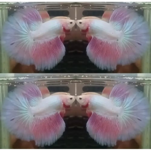 Sweet Pink