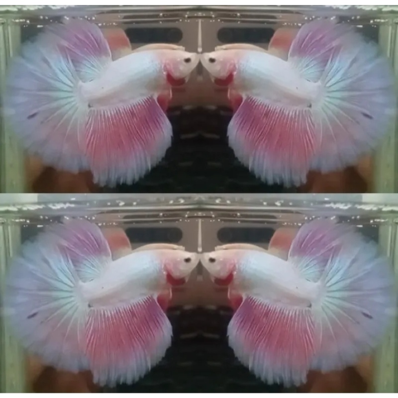 Sweet Pink