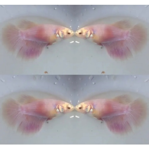 Female Pink