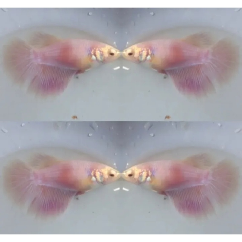 Female Pink
