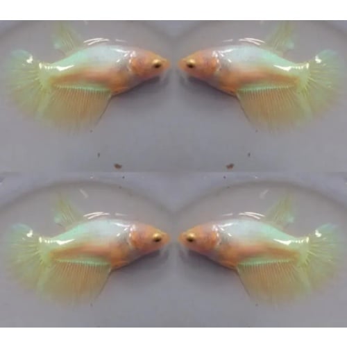 Female Yellow Pastel