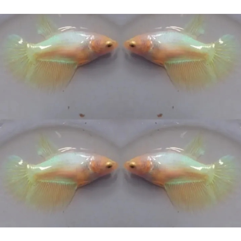 Female Yellow Pastel