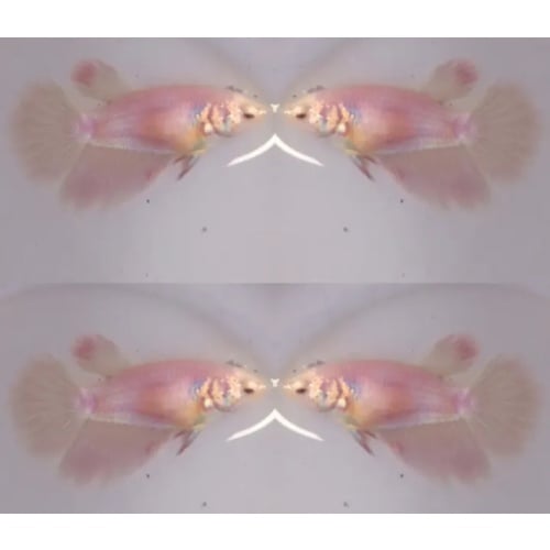 Female Lovely Pink