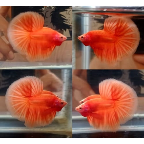 Sweet Orange