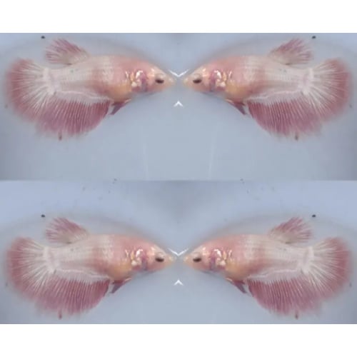 Female Pink