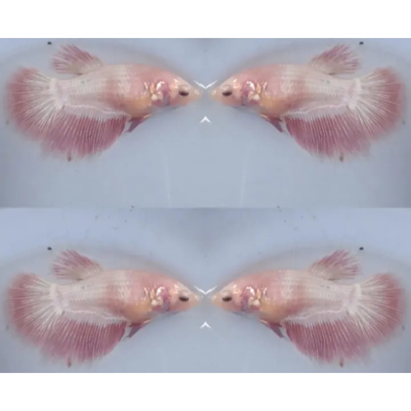 Female Pink