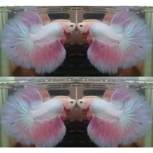 Sweet Pink