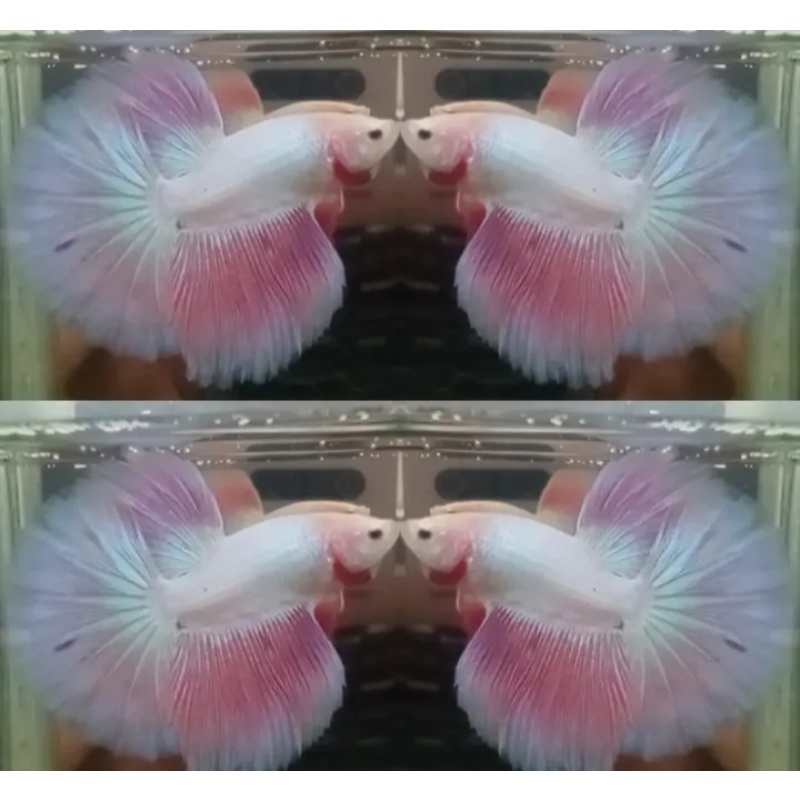 Sweet Pink