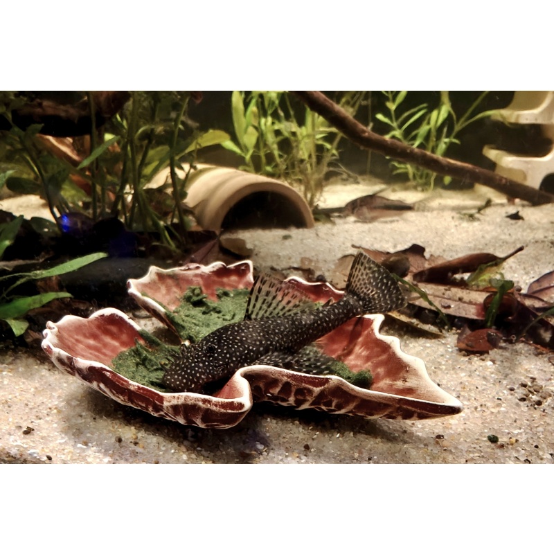 L530 Ancistrus sp. "Schneeflocke" - Sexed Pair