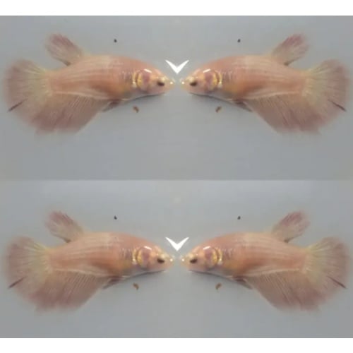 Female Pinky