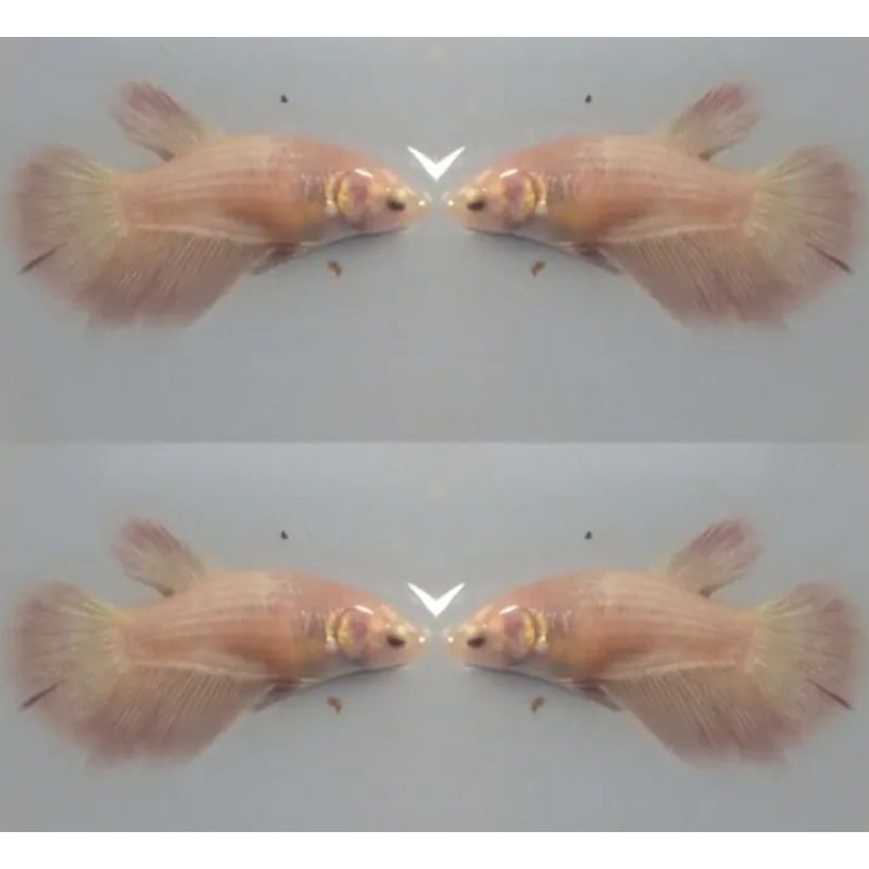Female Pinky