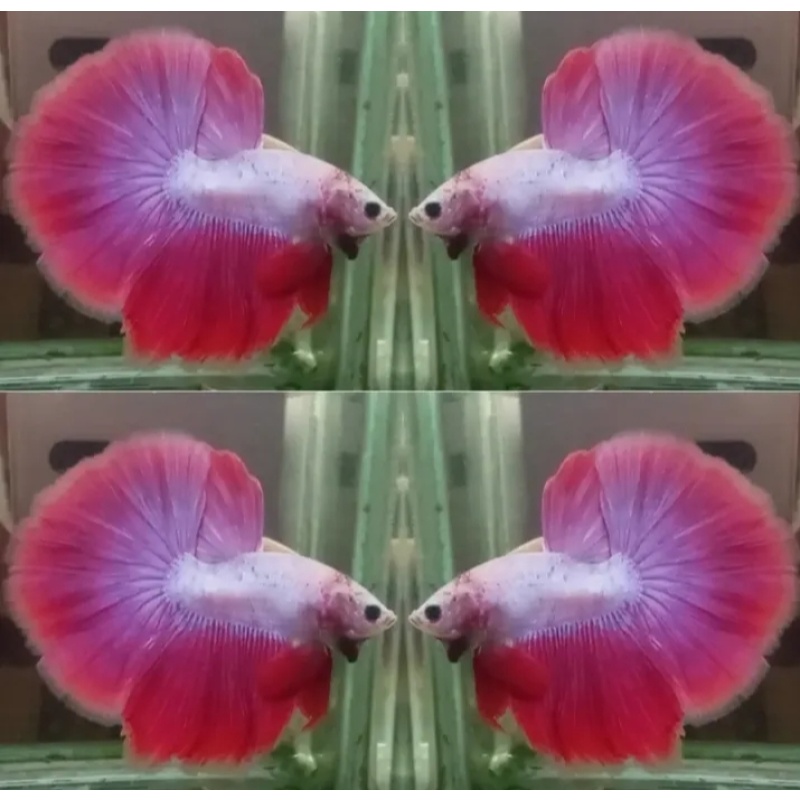 Sweet Red Purple