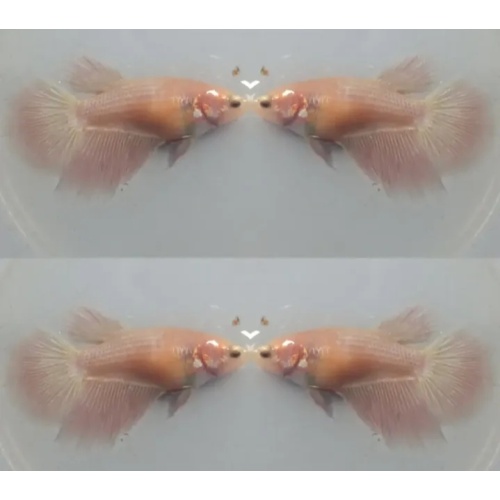 Female Pink