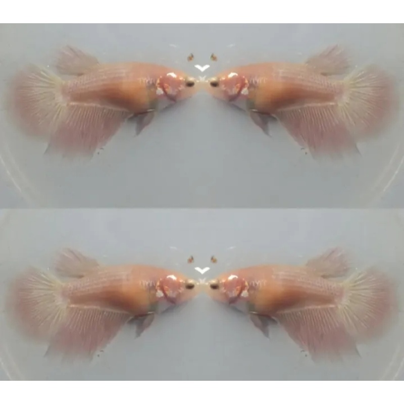 Female Pink