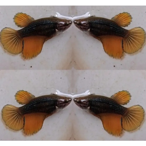 Female Yellow Copper
