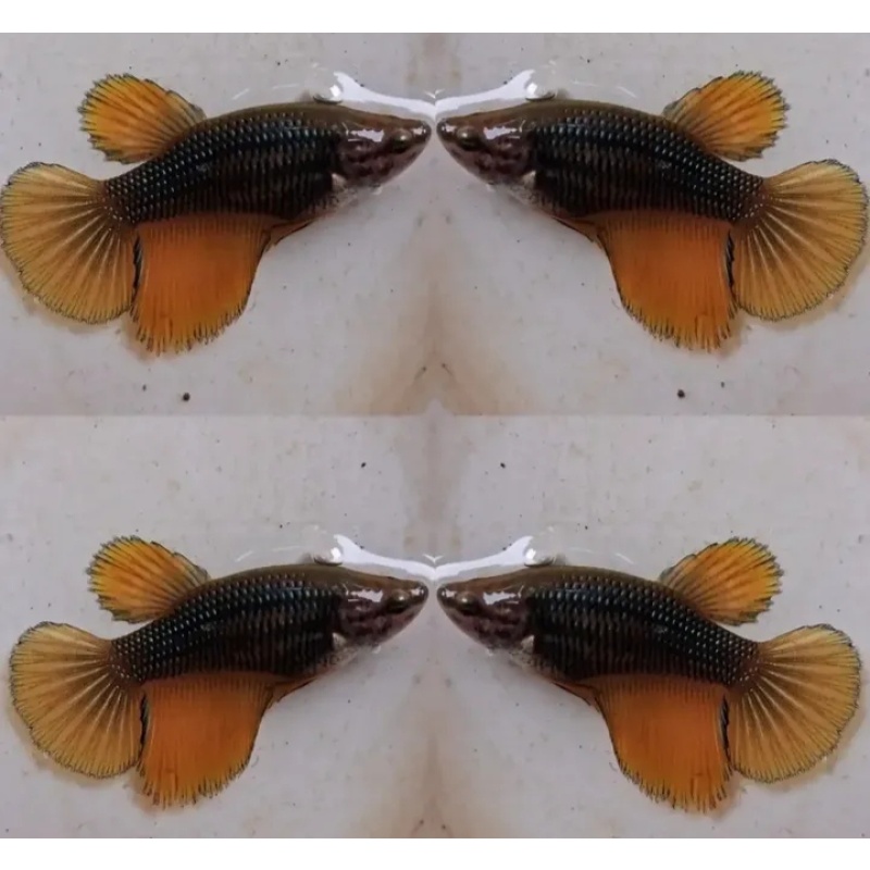 Female Yellow Copper