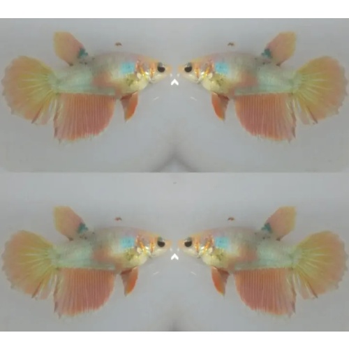 Female Yellow Pastel