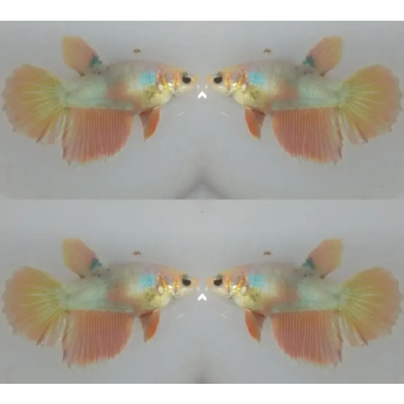 Female Yellow Pastel