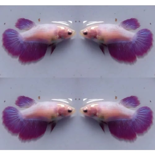 Female Sweet Purple