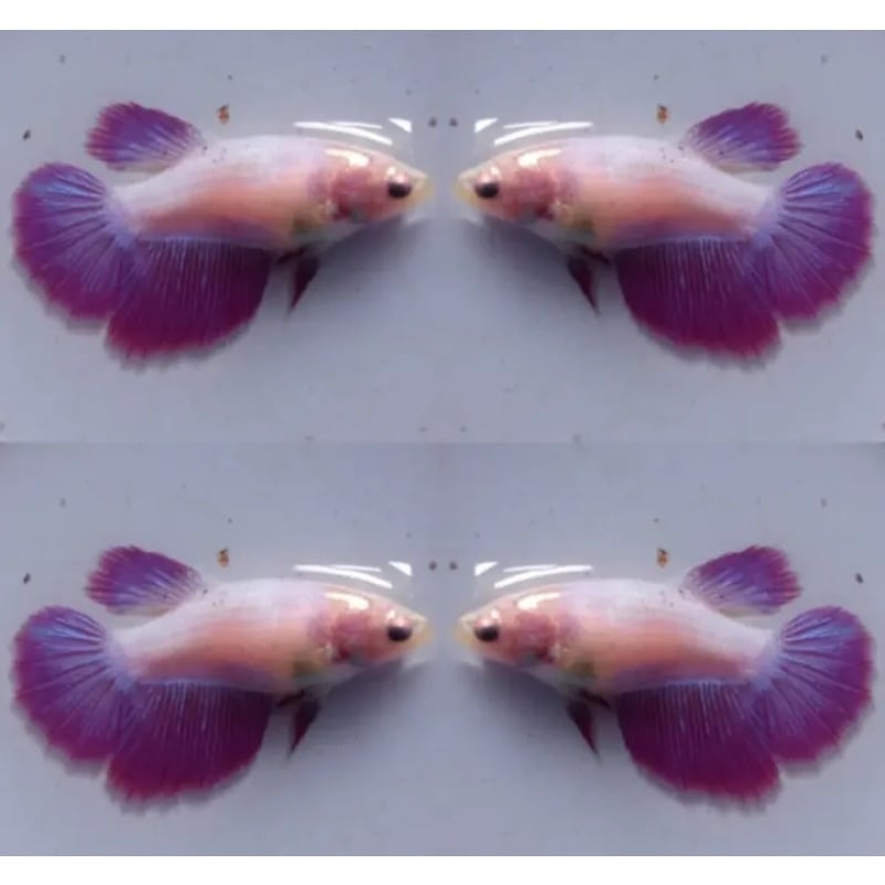 Female Sweet Purple