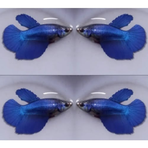 Female Royal Blue