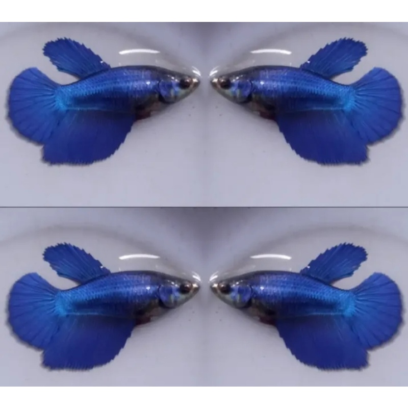Female Royal Blue