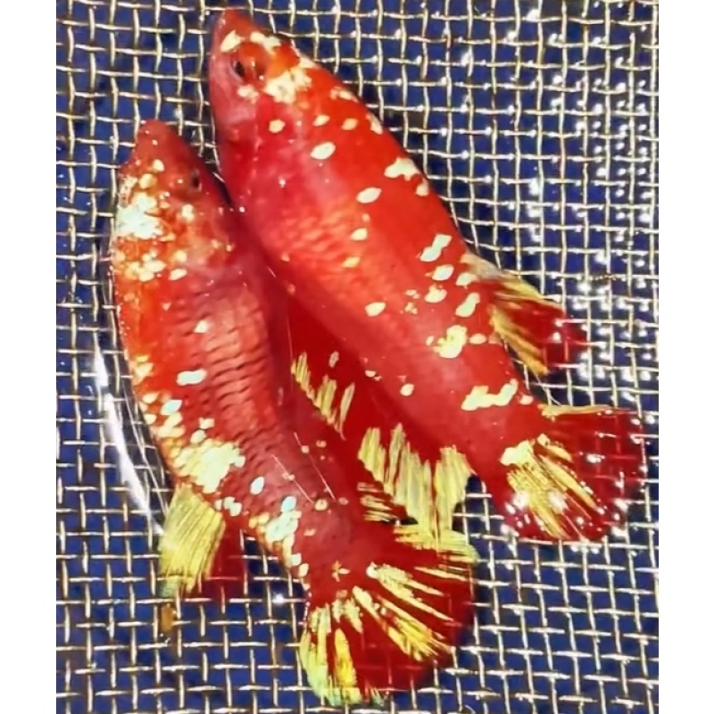 Duo Female Red Gold Galaxy #1
