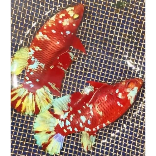 Duo Female Red Gold Galaxy #2