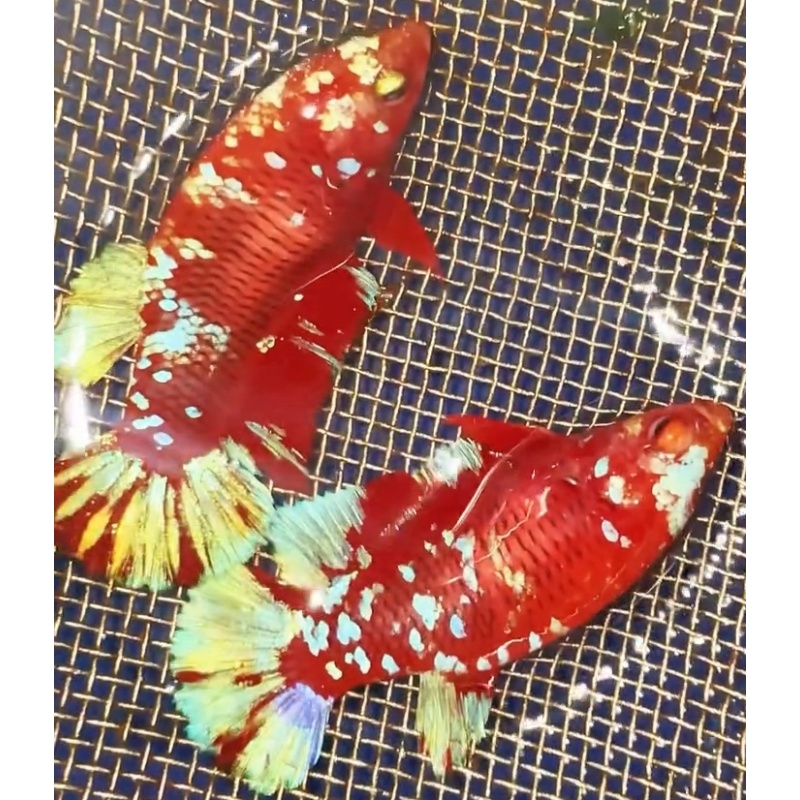 Duo Female Red Gold Galaxy #2