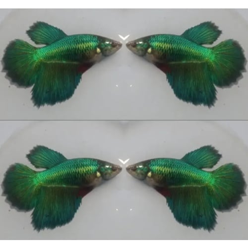 Female Green Turquoise