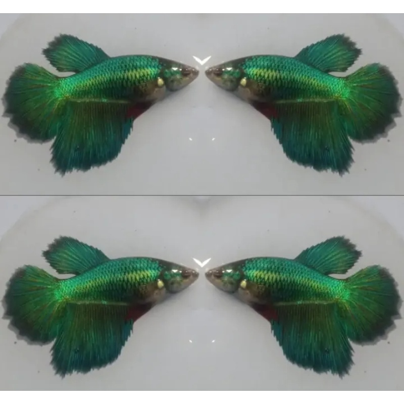 Female Green Turquoise