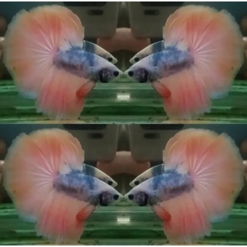 Orange Mascot
