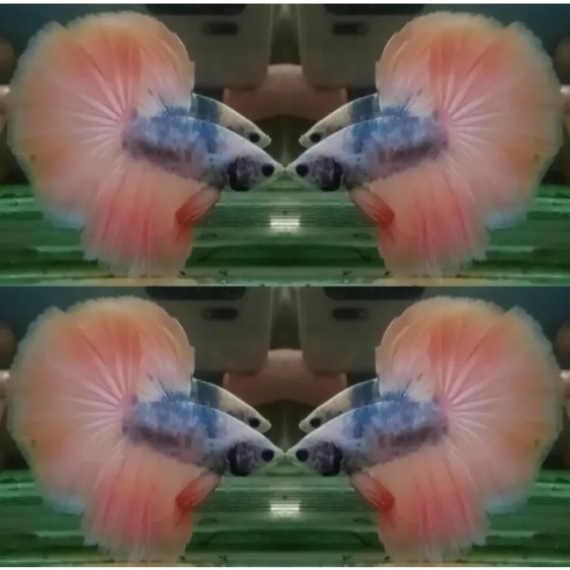 Orange Mascot