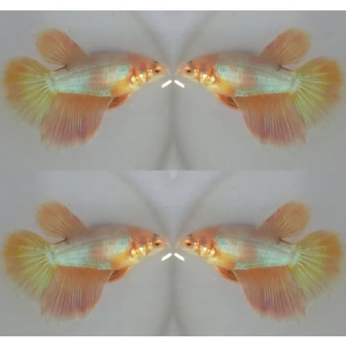 Female Yellow Sun Shine
