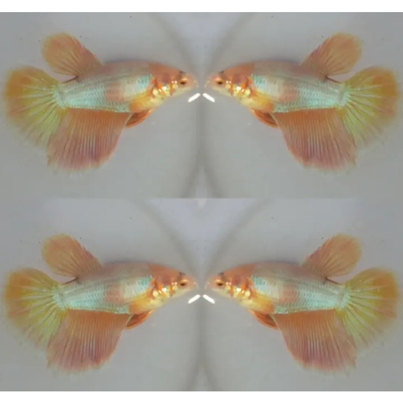 Female Yellow Sun Shine