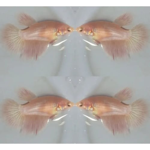 Female Pink