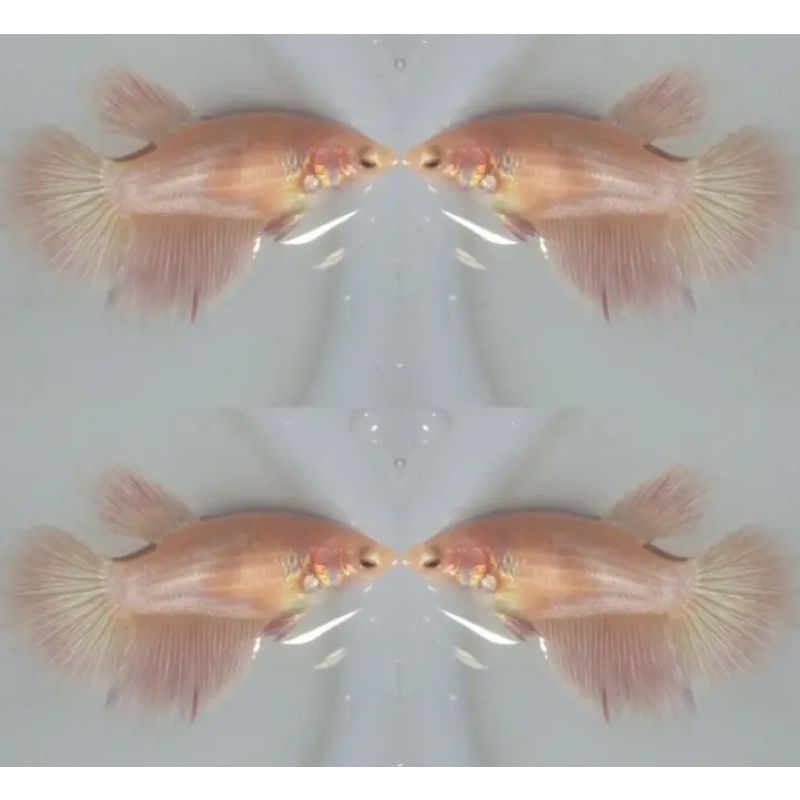 Female Pink