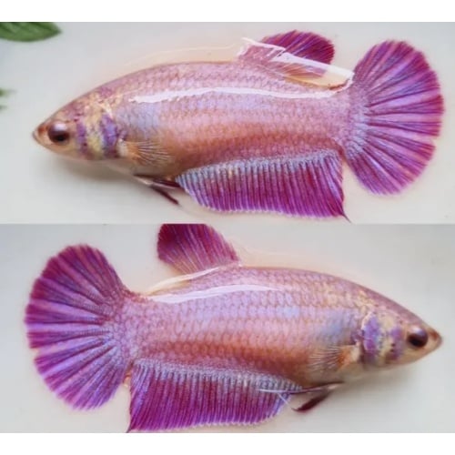 Female Pink Aurora