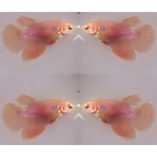 Female Orange Pastel