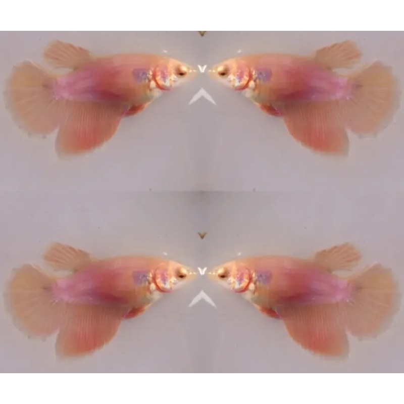 Female Orange Pastel