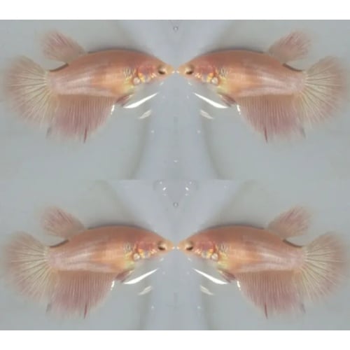 Female Pink