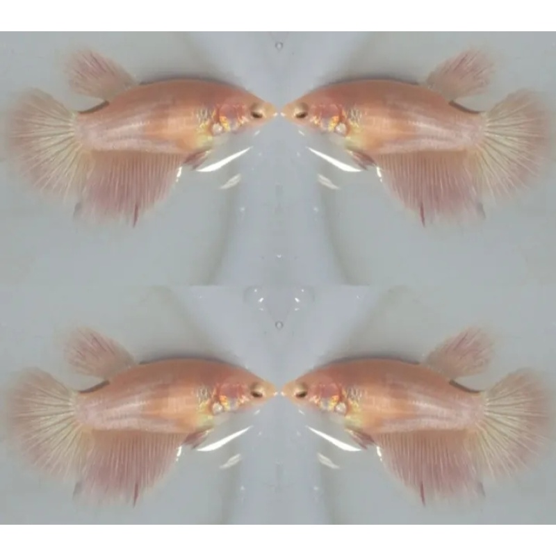 Female Pink